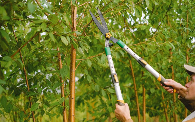 Tree trimming in Livermore, IA